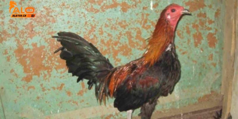 Những giống gà chọi Peru hiện nay có tại Việt Nam